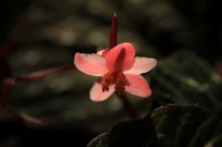 /album/kuranda/img-2838-800x533-jpg/